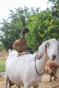 how-much-do-goats-cost